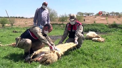 Jandarma yaşlı adamın koyunlarını kırktı