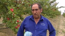 El sector del campo sigue con serios problemas de mano de obra para la recogida de la fruta