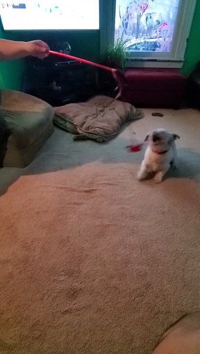 Dog Chases After Bird