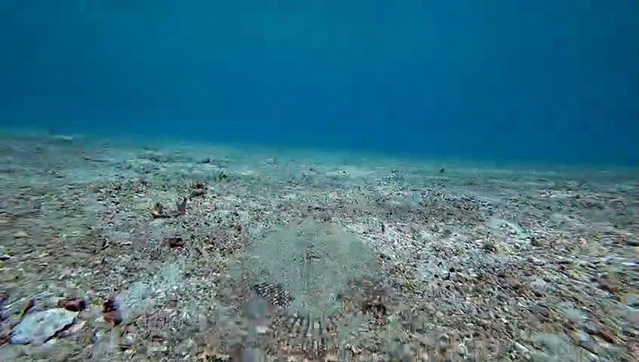 Poisson plat bothus ocellatus, rombou ocellé