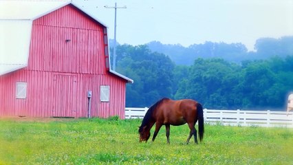 These Are 10 Fastest Animals On This Planet