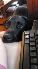 Adorable Lab wants Attention While Working From Home