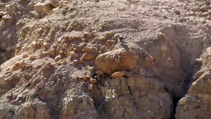 Un loup chasse une chèvre en montagne et prend d'énormes risques