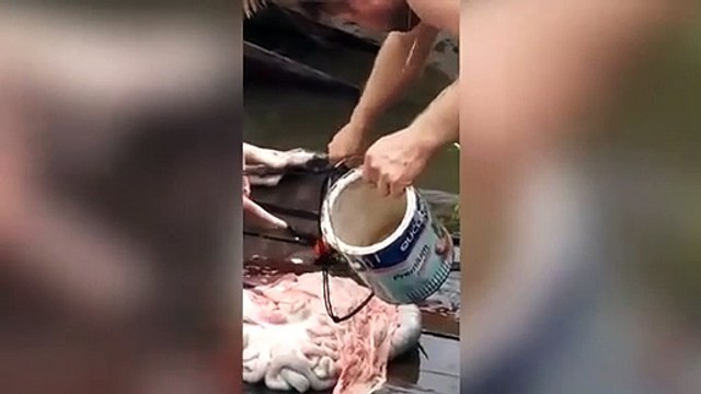 Incroyable séance de pêche au piranhas