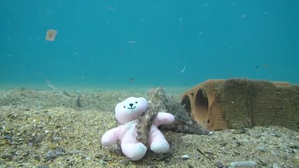 Un poulpe tombe amoureux d'un ours en peluche