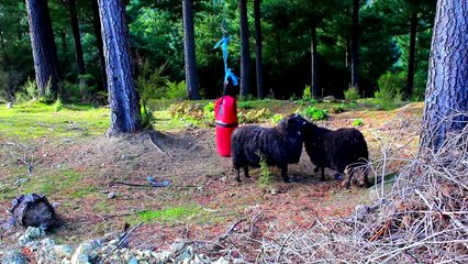 Il laisse un punching ball dans les bois et filme ce qu'il se passe