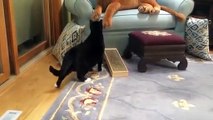 Scaredy cats - funny animals _ Top Funny Cat Video