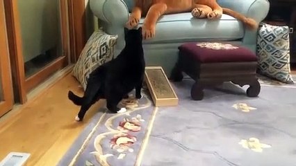 Scaredy cats - funny animals _ Top Funny Cat Video