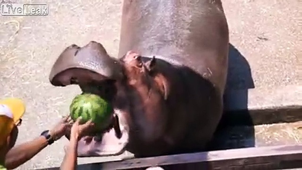 Cet hippopotame broie les pastèques entières en un coup de machoire !