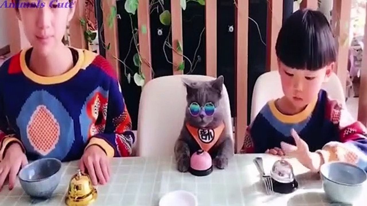 Funniest cats and dogs _ Animals Cute