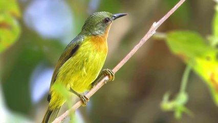 10 Most Beautiful Small Birds in the World - Part 2