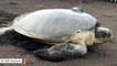 This Green Turtle Traveled 2,000 Miles In Open Waters