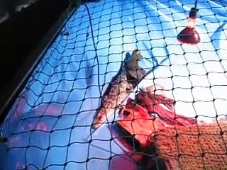 coccodrillo che cammina