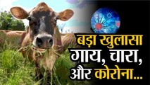 Breaking  गाय के चारे से Infection का खतरा