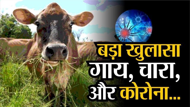 Breaking गाय के चारे से Infection का खतरा