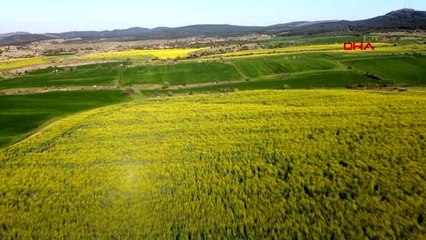 EDİRNE Trakya'da kanola, tarlaları sarıya boyadı