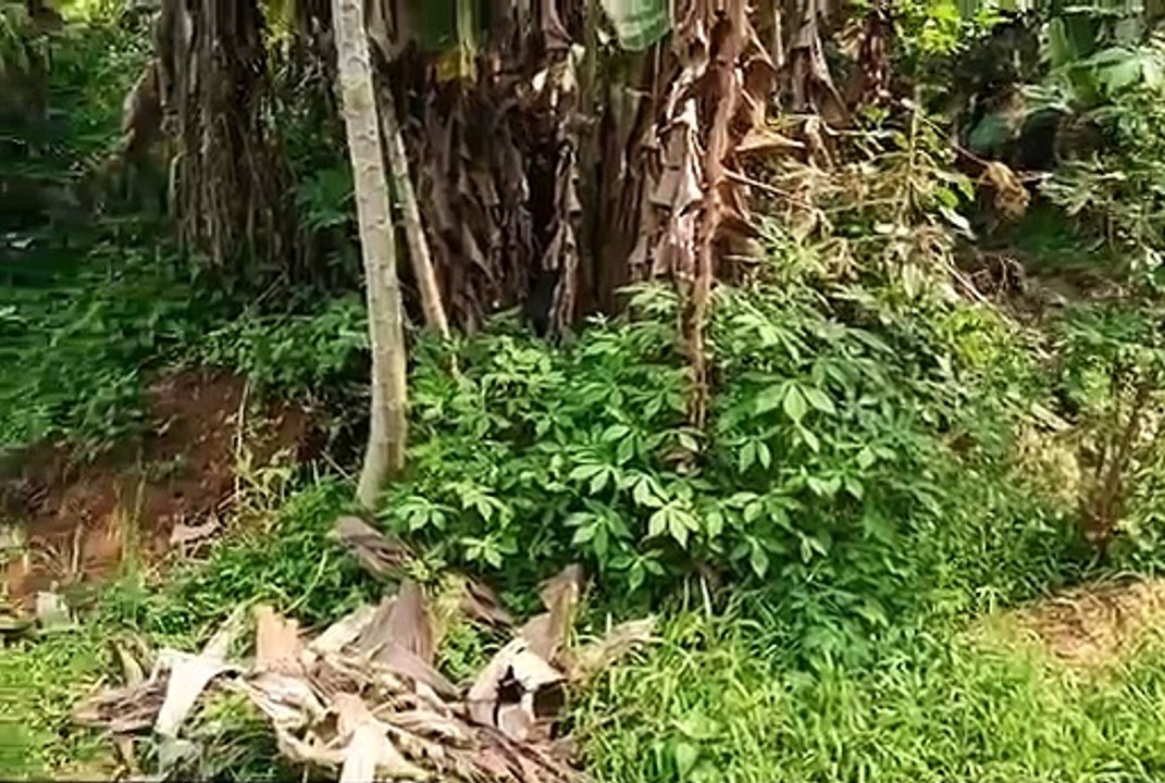Alam hijau pasir putih sawangan depok