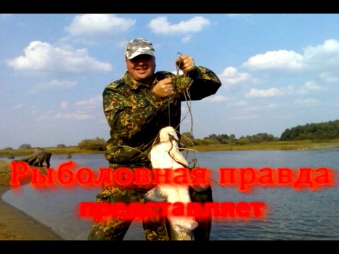 Поимка крупных сомов