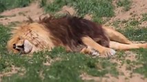 viral video of lion snores in heavy sound