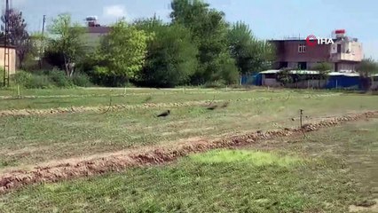 Sokağa çıkma kısıtlaması nesli tükenen Kelaynaklara yaradı