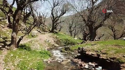 Baharla birlikte yeşeren 3 asırlık ağaçlar kartpostallık görüntüler oluşturdu