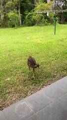 Cassowaries Visit Queensland Family in Quarantine
