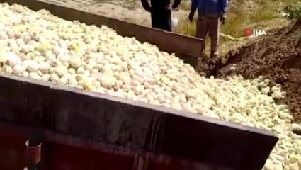 İran'da tavuk tüketimi azalınca yüz binlerce civciv itlaf edildi