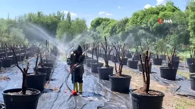 Sokağa çıkma kısıtlamasından muaf tutulan çiftçiler üretime devam ediyor