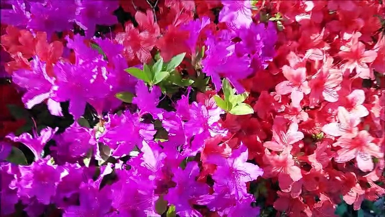 O Anjo da Guarda é um poderoso protetor. Reze e mantenha um relacionamento  fervoroso