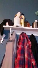 Bird Decides Shelf Is Better Empty