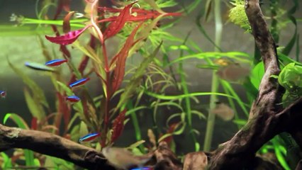 Do Pet shops will open during lockdown in india