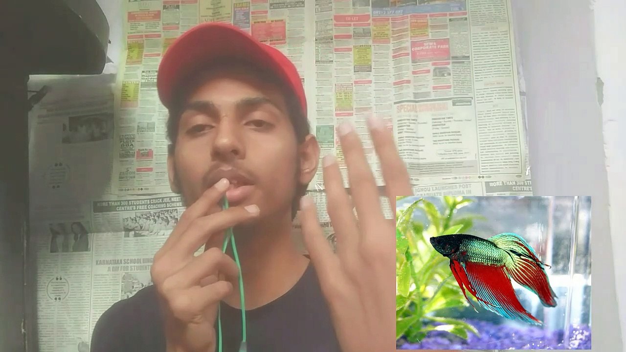 Why do Breeders keep betta in small place and why should we not