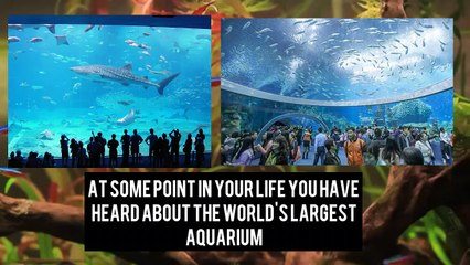 This Is World's smallest Aquarium