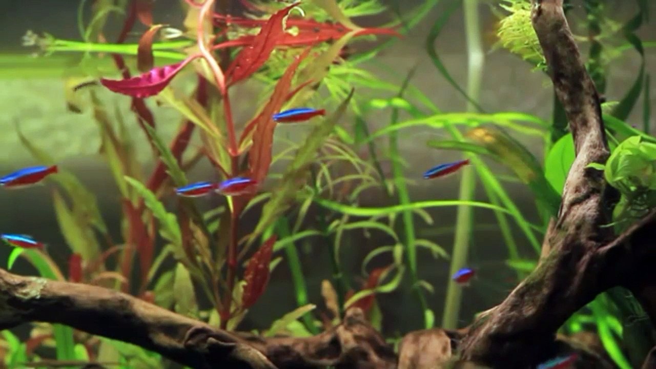 This Is World's smallest Aquarium fish