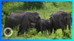Gajah liar Thailand diarak kembali ke cagar alam - TomoNews
