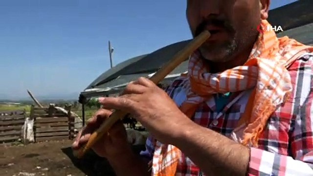 Kaval eşliğinde koyunlarını kırktılar