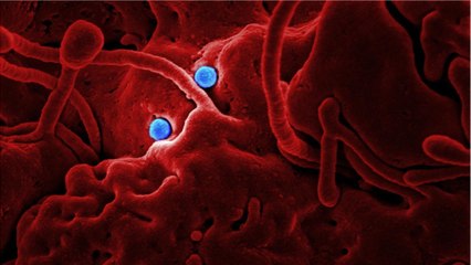 What Happened At A CDC Lab Delayed COVID-19 Tests For Two Months