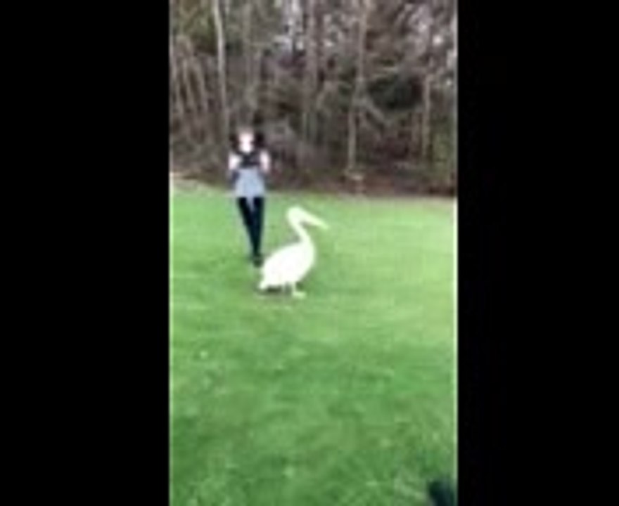 Pelican escapes from Edinburgh Zoo.