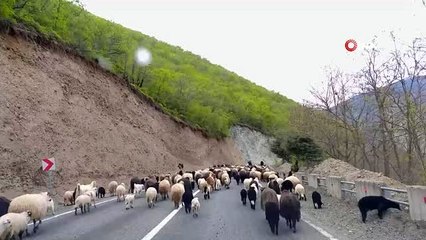 Artvin'de yaylalara göç başladı
