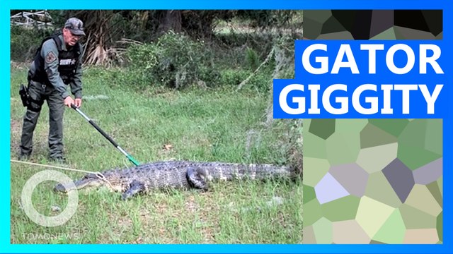Florida Gator Blocks Road, Was Just Trying to Find Love