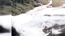 RİZE Ayder Yaylası'nda inen 2 boz ayı kamerada
