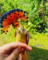 beautiful bird with Quran telawet /Birds of paradise with be autiful quran/Best Quran Recitation with Beautiful Nature