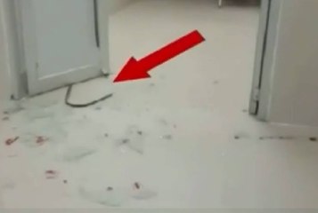 Corona patient tries to escape hospital, breaks door