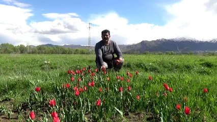 Baharın müjdecisi laleler büyülüyor