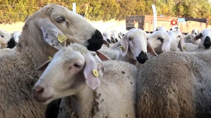 'Türkiye’de 53 milyon hayvana, 1 milyar 100 milyon TL destek ödemesi yapılıyor'