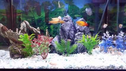 AQUARIUM CLEANING FISH TANK WATER CHANGE