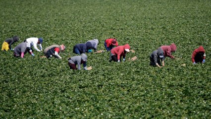 Coronavirus and farming: California farmworkers at high risk
