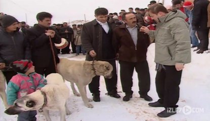 Şoray Uzun Yolda Sivas Kangal-1