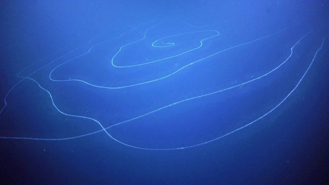 Scientists discover what may be the longest animal on Earth in waters off Western Australia