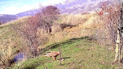 Otomobil fiyatına satılıyor! O ilimizde görüntülendi